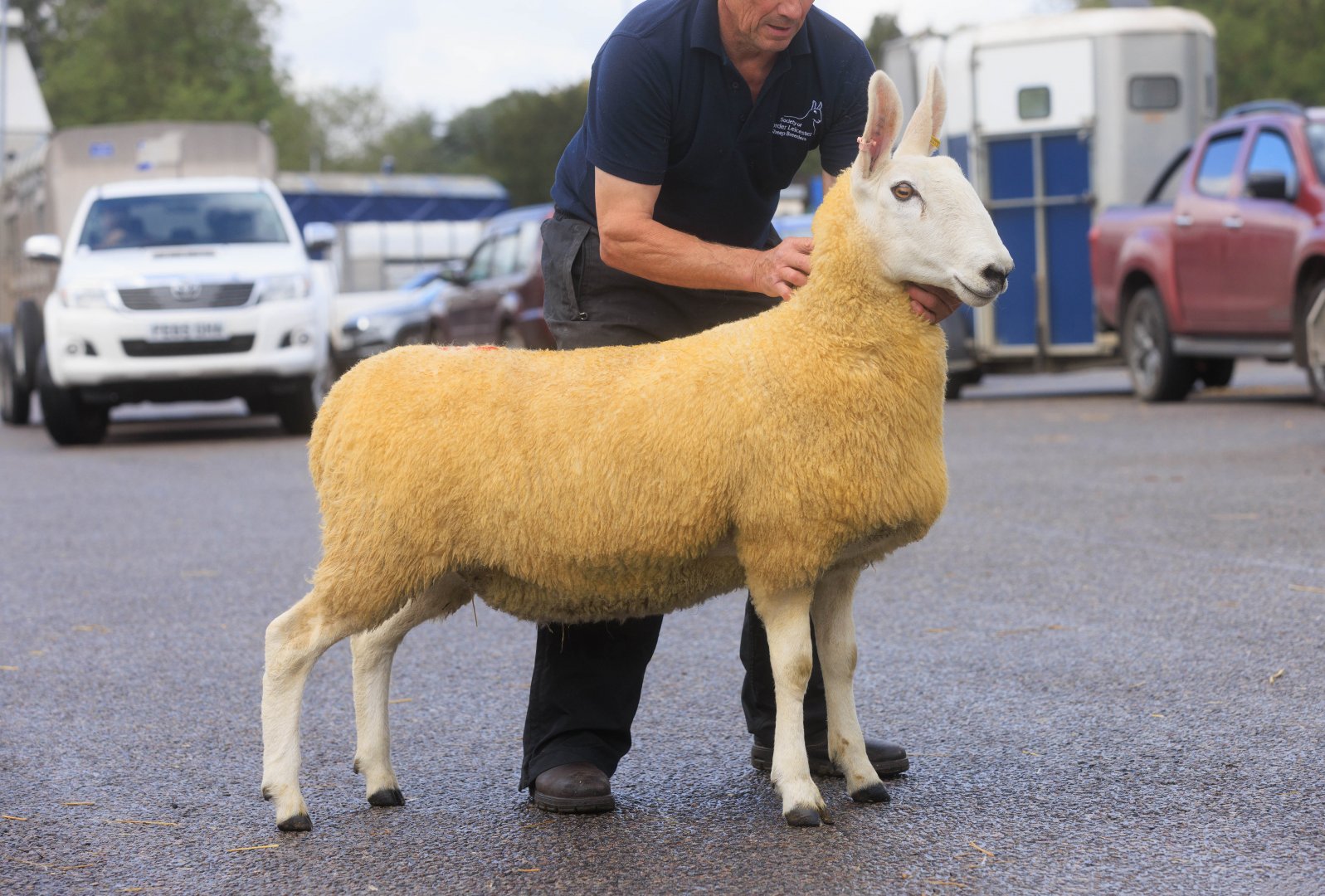 Melton Mowbray Border Leicester Sale 2022 Sales Reports Border